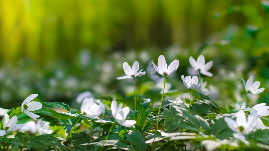Wood anemones